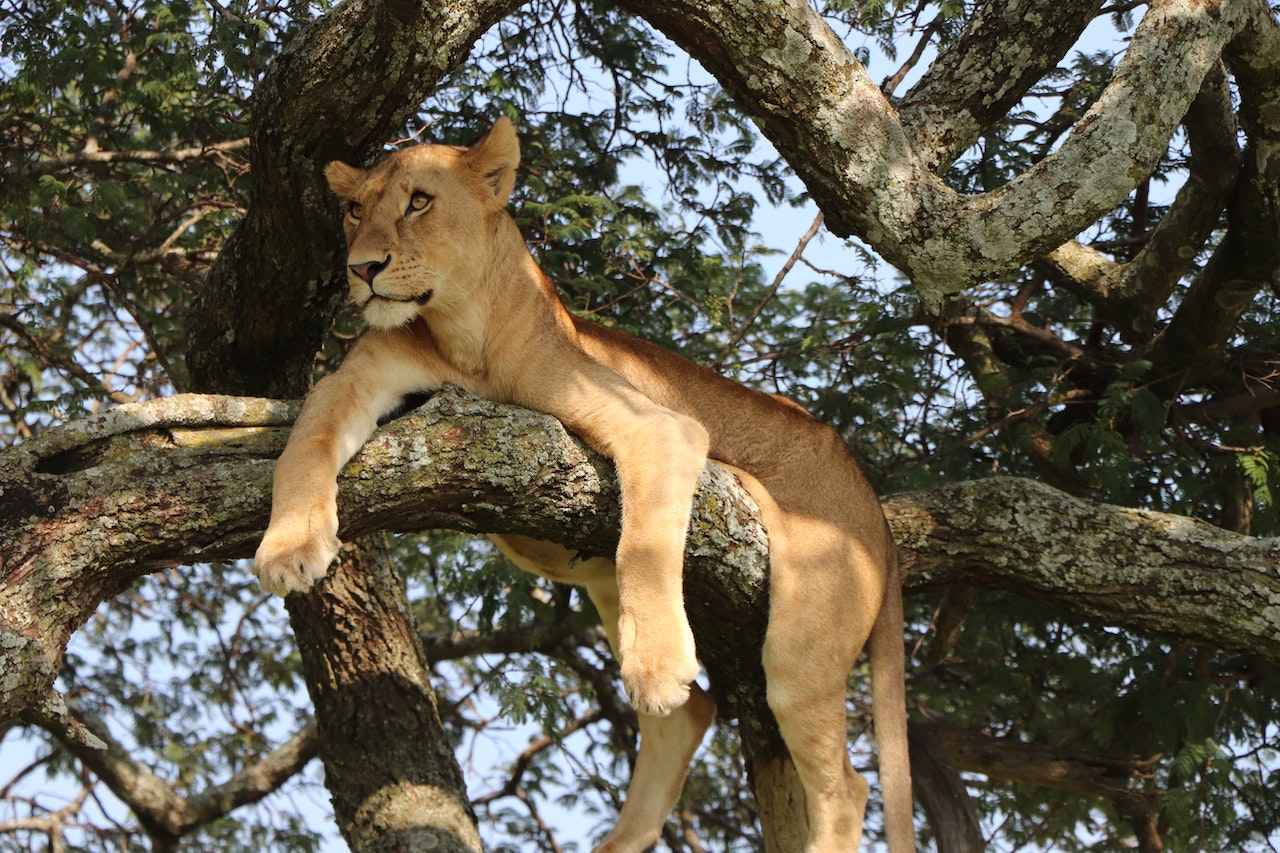 lion on tree