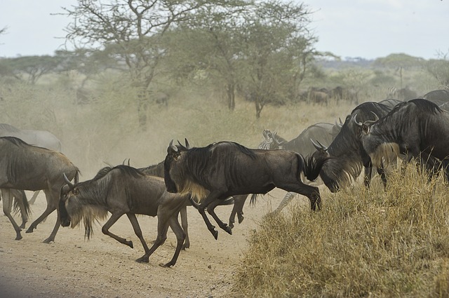 wildebeests-805391_640